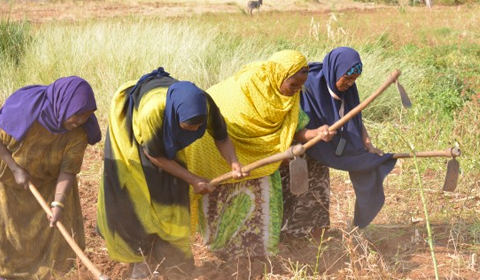 Farmers working in fields of Kenya